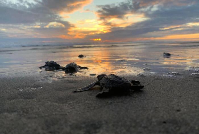 Michoacán, listo para el arribo de miles de tortugas marinas