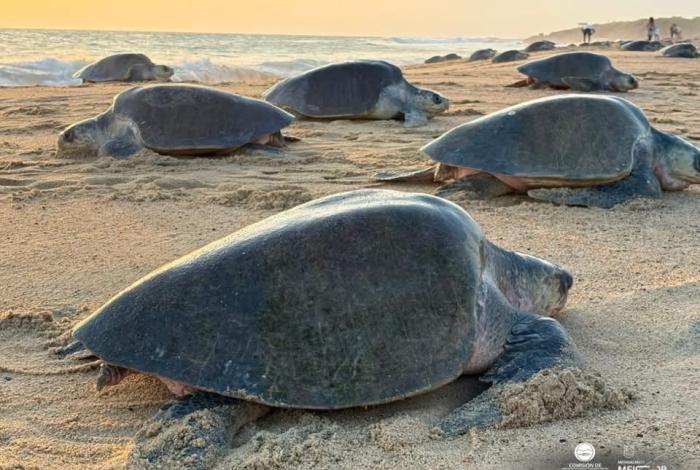 Michoacán, referente mundial en la preservación de la tortuga marina
