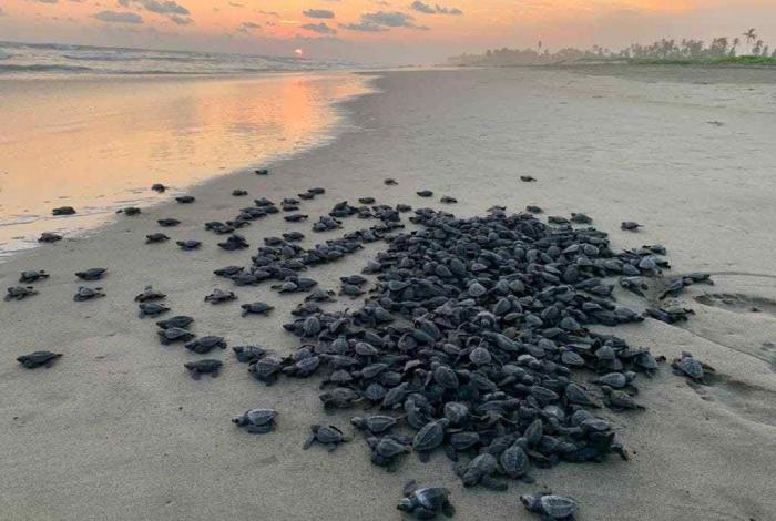 Michoacán se consolida como santuario de la tortuga laúd; suman 100 nidos protegidos