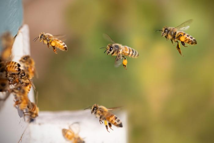 Miel, deseo y rituales; la obra visual de Rodrigo Treviño endulzará al Jesuita: Secum