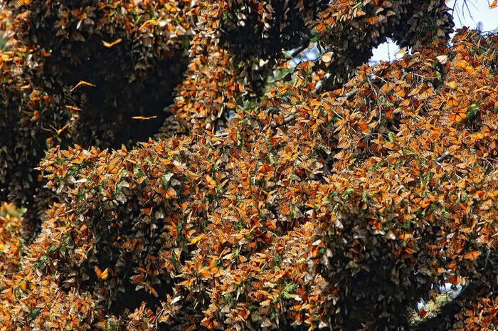 Migración asistida; plantean llevarse a la mariposa monarca de Michoacán