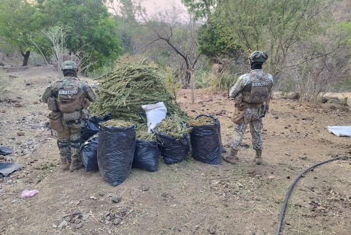 Militares decomisan 100 kilos de marihuana en Aguililla