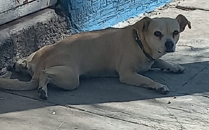 Morelia: Abogados animalistas repudian atropello deliberado de la perrita ‘Juanita’