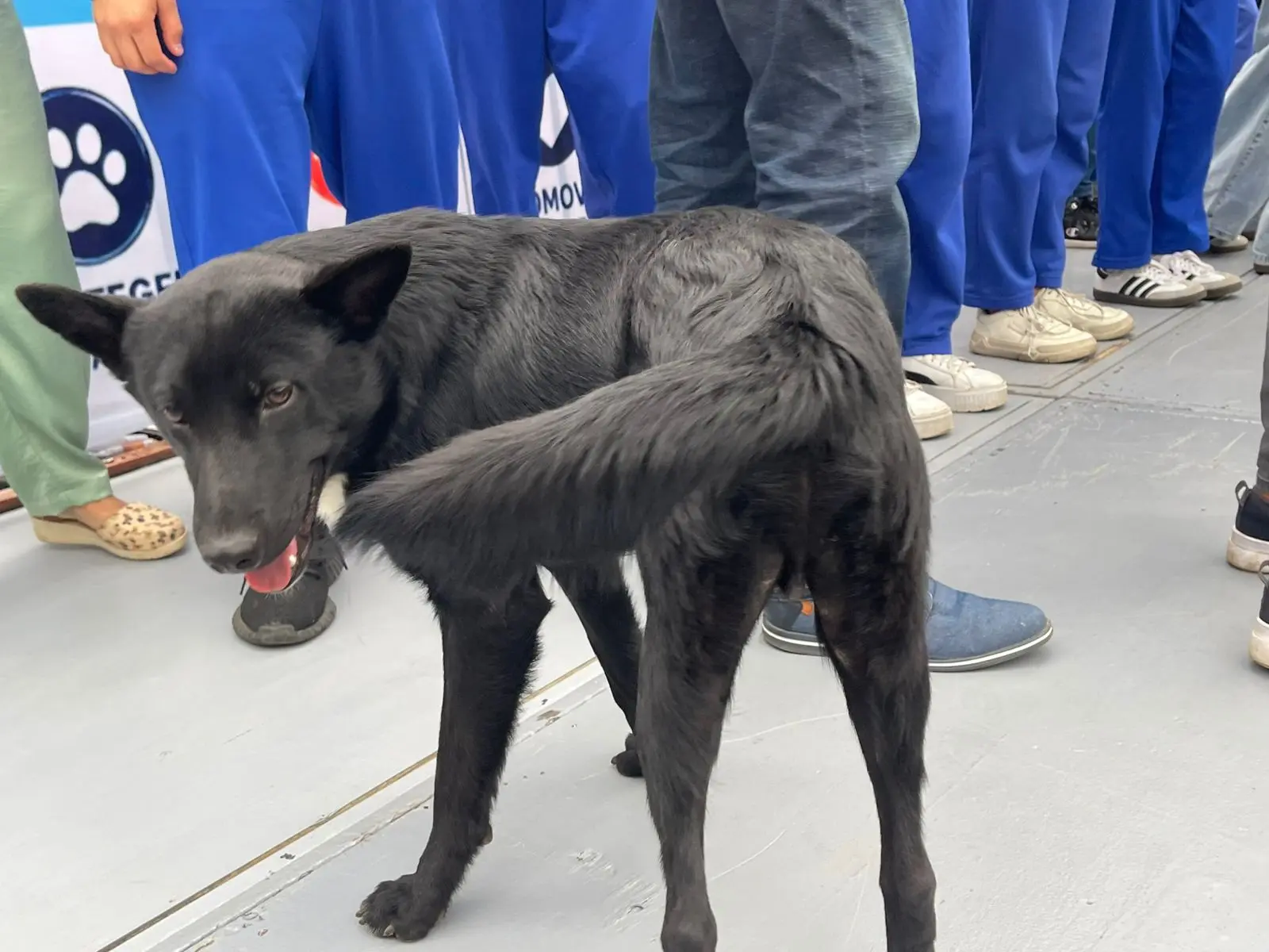 Morelia aplicará multas de hasta 50 mil pesos por maltrato animal, IMPA