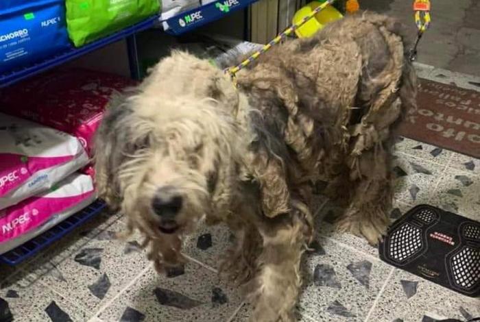Morelia suma más de 100 visitas a FGE por delitos contra animales