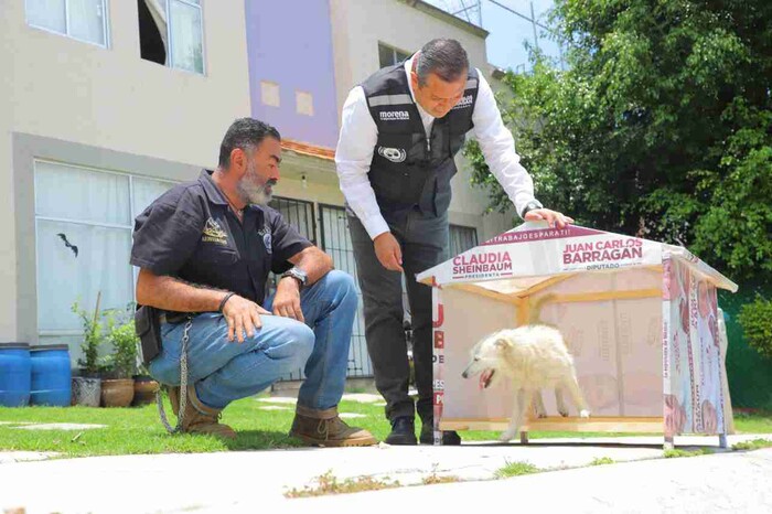 Morelianos agradecen a Barragán por transformar lonas de campaña en casitas para animales de compañía