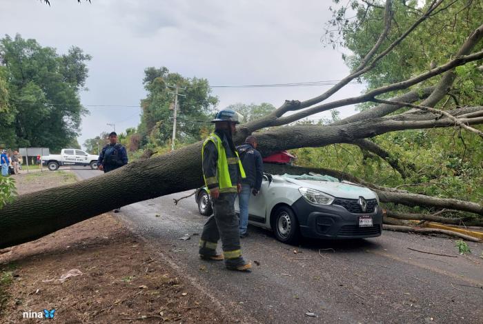 Muere joven tras caída de árbol sobre vehículo en Villa Jiménez. Esto se sabe de la tragedia. #GaleríaFotos