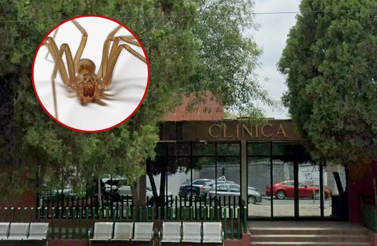 Muere mujer por mordedura de araña en Nuevo León