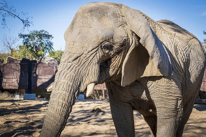 Muere Yoyo, la elefanta de su especie más longeva del mundo, a la edad aproximada de 54 años