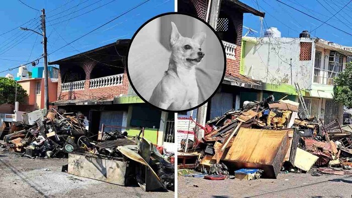 Mueren 10 perros Chihuahua tras incendio en Boca del Río