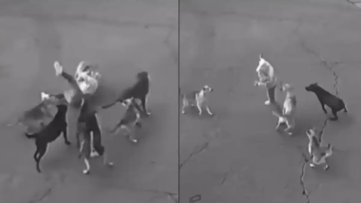 Mujer es atacada por una jauría de perros en EDOMEX; es rescatada por un automovilista | VIDEO 