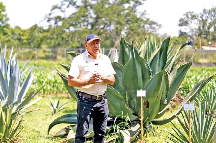 Multiplicación de maguey in vitro, la nueva apuesta para el mezcal; dan respiro al campo