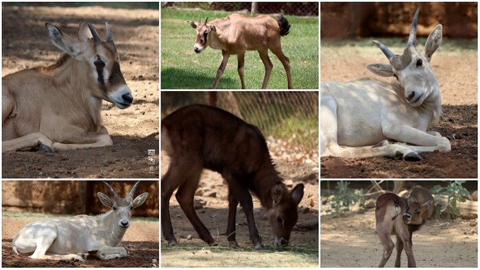 Nacen 7 crías de antílopes en el Zoológico de Morelia