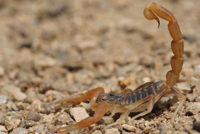 Ni cremas, ni limones o ajo: ante la picadura de alacrán, busca atención médica