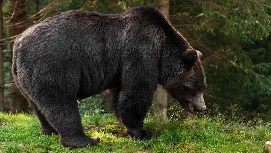 Nueva ley policiaca en Japón: Permiten matar osos