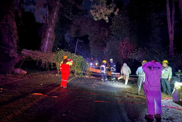 Otro árbol caído, esta vez en la carretera Tacámbaro-Pátzcuaro