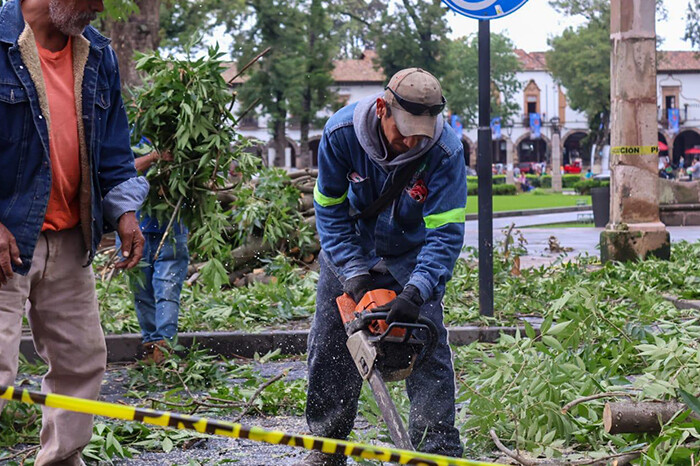 Para prevenir riesgos, se podan árboles de más de 30 metros de altura en zona urbana de Pátzcuaro