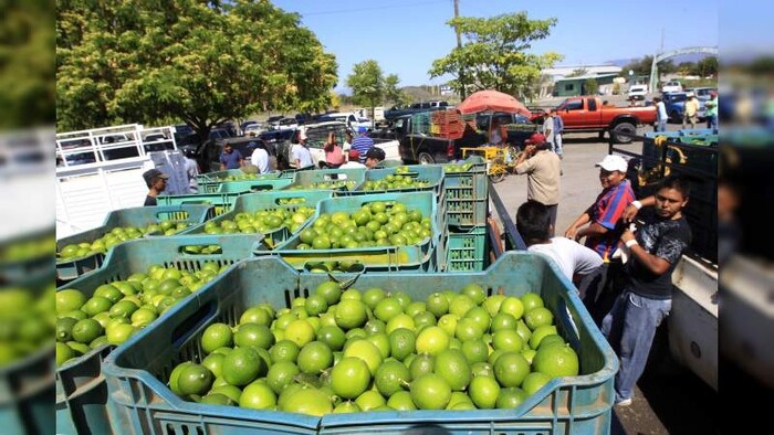 Paro de limoneros en Michoacán por extorsiones tirará producción y encarecerá el precio