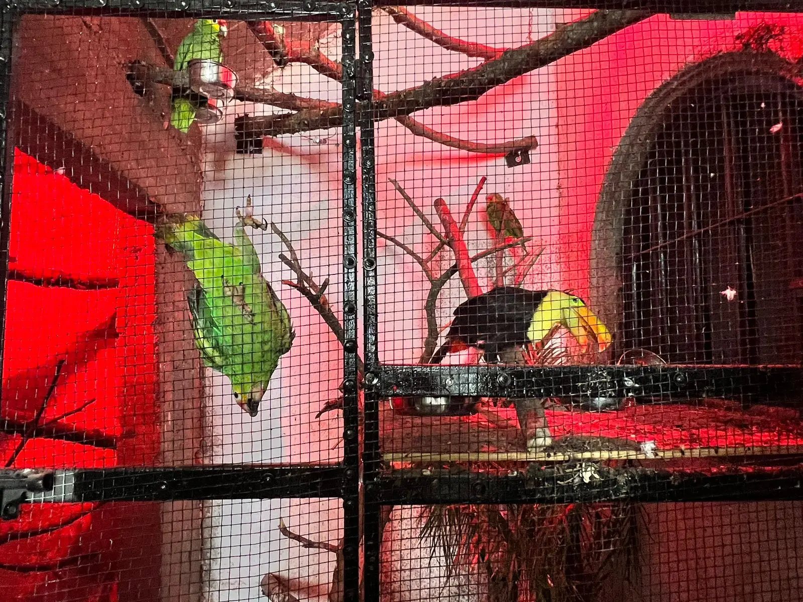 Participa SSP en aseguramiento de inmueble, 10 vehículos y animales exóticos