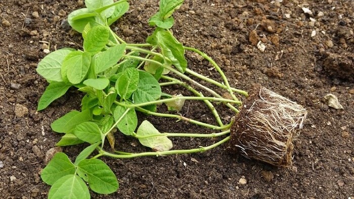 Paso a paso para enraizar cualquier planta del jardín, con tan sólo tres ingredientes