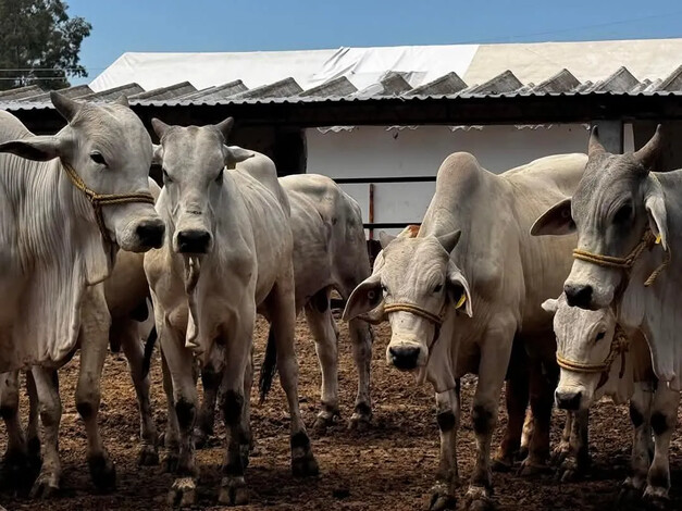 Pega abigeato a 2,600 productores en Morelia: roban 65 cabezas de ganado, por dos mdp