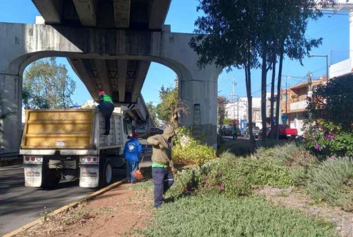 Permanentes, acciones de poda sanitaria en Morelia