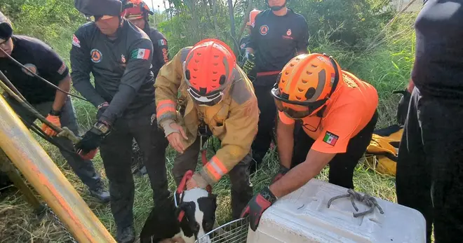 Perrito es rescatado tras permanecer 36 horas atrapado en un pozo de Nuevo León