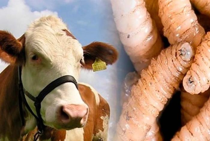 Persiste gusano barrenador en Michoacán