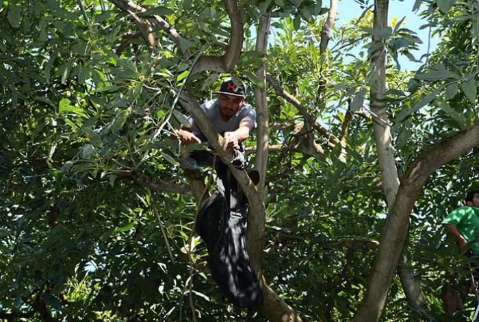 Persiste rezago en dotación de seguridad social a trabajadores de la agroindustria