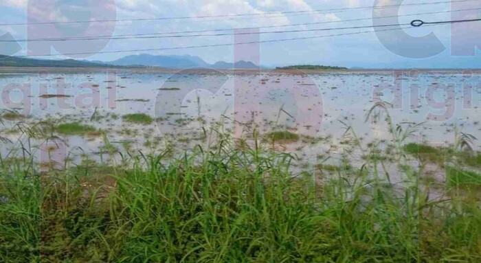 Pescadores, los principales afectados por crisis ambiental en Lago de Cuitzeo