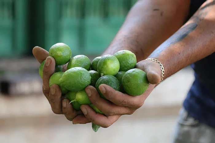 Pese a denuncias de extorsión por limoneros de Apatzingán, en enero del 2025, FGE sin registro