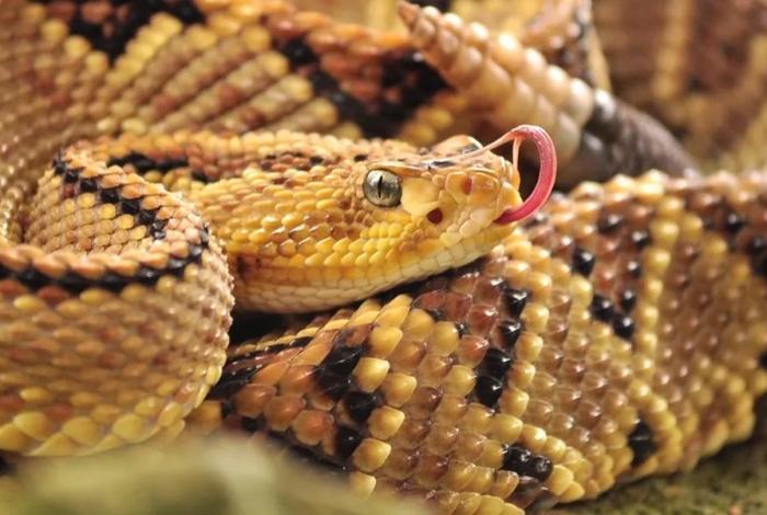 Picaduras de abejas resultan más letales que las mordeduras de serpientes en México