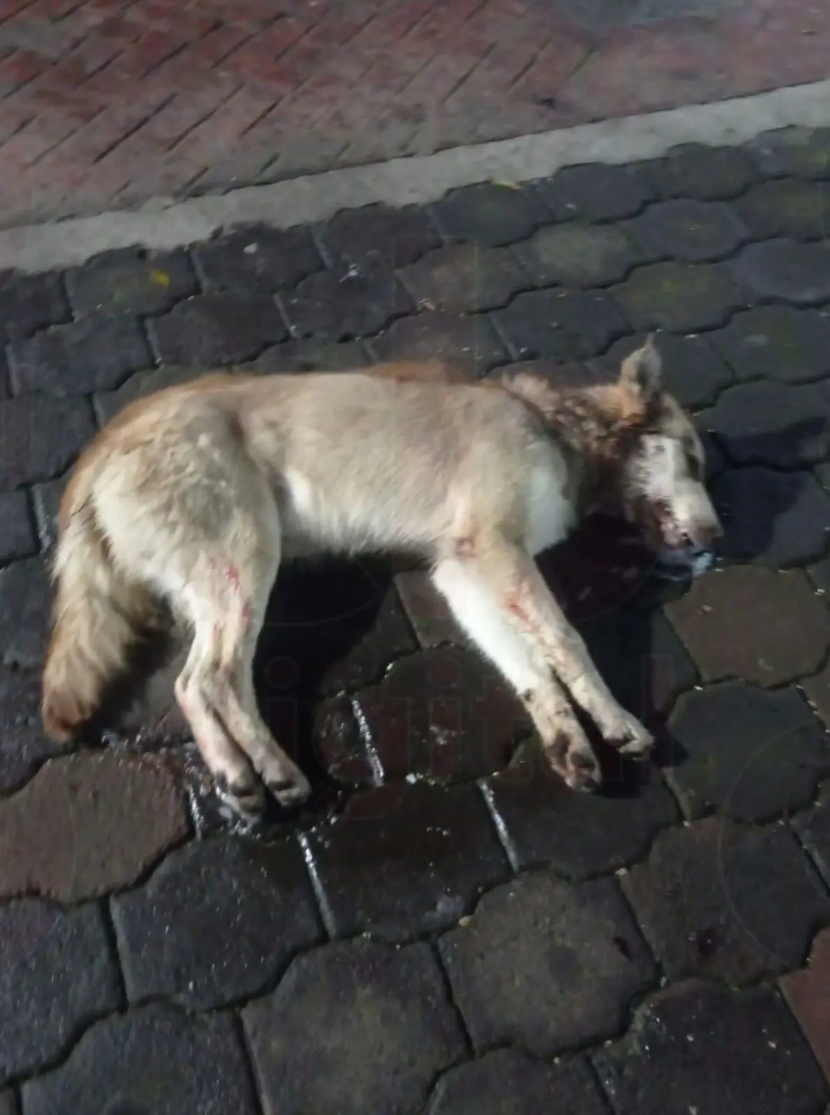 Piden frenar con el envenenamiento de perros