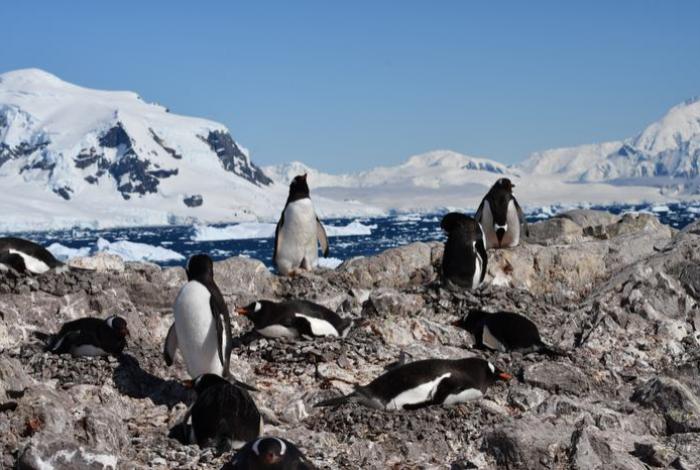 Pingüinos adelantan temporada de reproducción por cambio climático