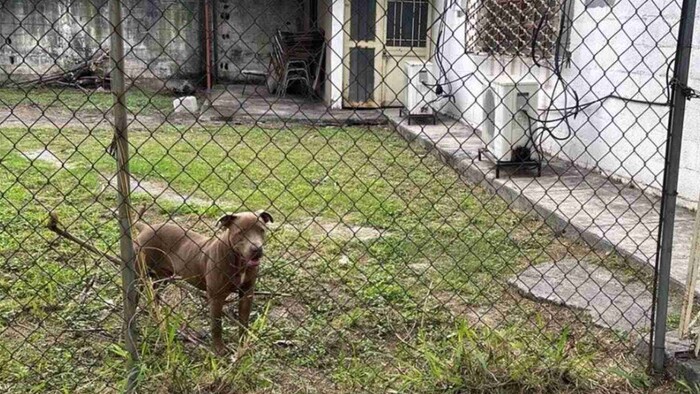 Pitbull entra a secundaria y ataca a seis alumnos en Monterrey