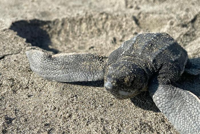 Playas michoacanas ven nacer 5 millones de crías de tortugas marinas: Compesca