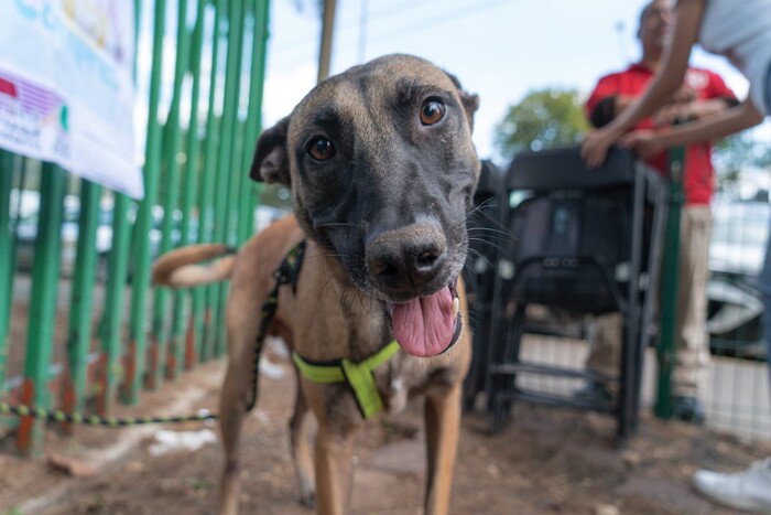 Por esta razón no debes regalar mascotas en Navidad