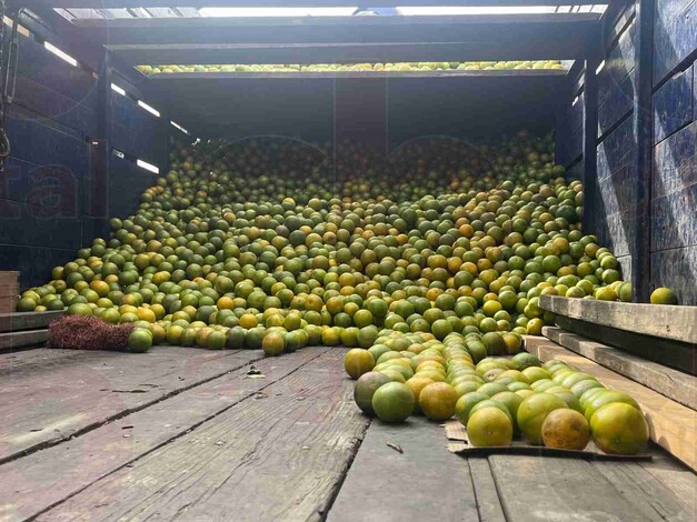 Por las nubes precio de naranja y mandarina en Morelia