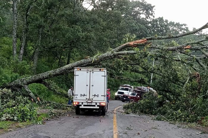 ¡Precaución! Árbol cae sobre la carretera Morelia-Mil cumbres; no hay reporte de lesionados