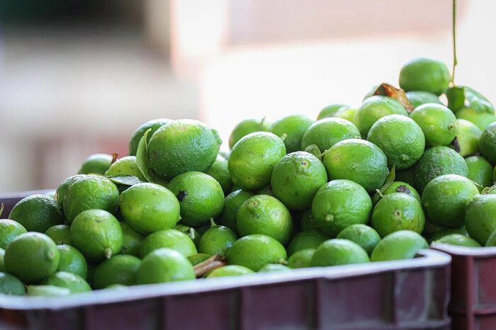 Precio del kilo de limón en Tianguis Limonero de Apatzingán, a solo cuatro pesos