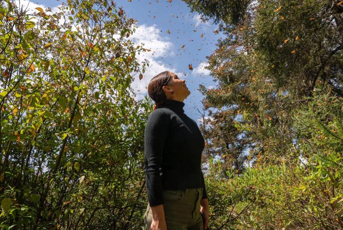 Premian a Michoacán por la Monarca como la mejor experiencia natural de México