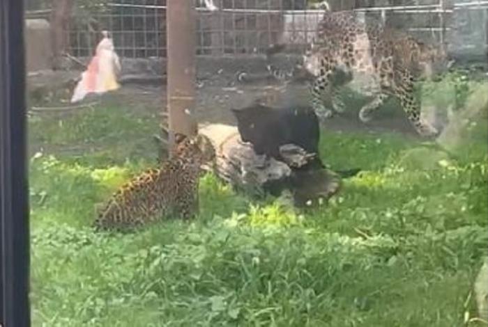 Presentan a dos crías de leopardo africano en el Zoo de Morelia; tenían 18 años sin reproducirse