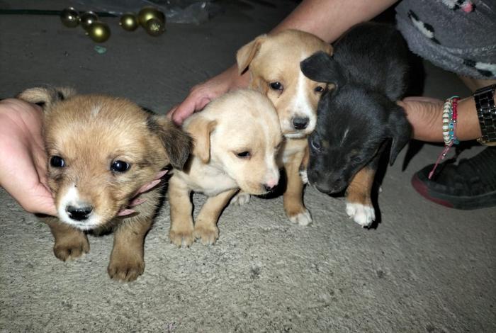 Producción clandestina de cachorros para su venta