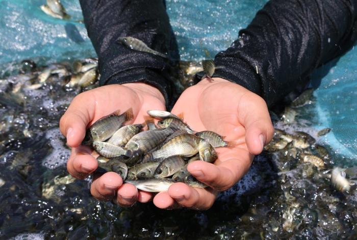 Producción de crías de tilapia alcanzará los seis millones al cierre del 2025: Compesca