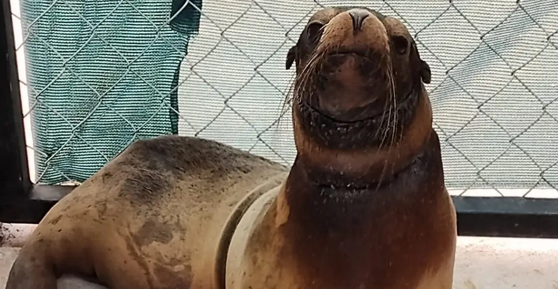 Profepa rescata a lobo marino en Sonora; presenta signos de desnutrición