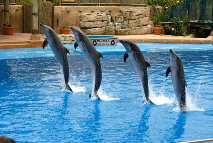 Prohibe el Congreso los espectáculos con delfines y ballenas en México