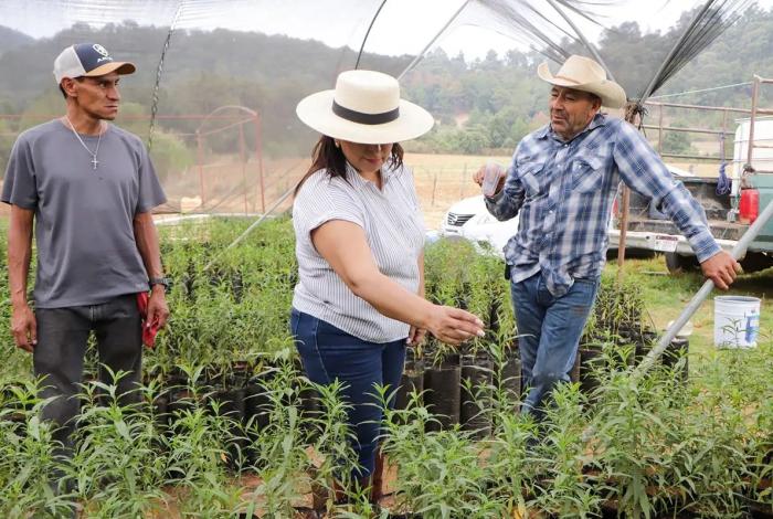 Promueve Ayuntamiento de Quiroga huertos familiares con árboles frutales