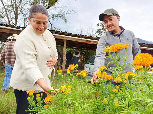 Promueve gobierno de Quiroga el consumo de cempasúchil del programa Sembrando Vida