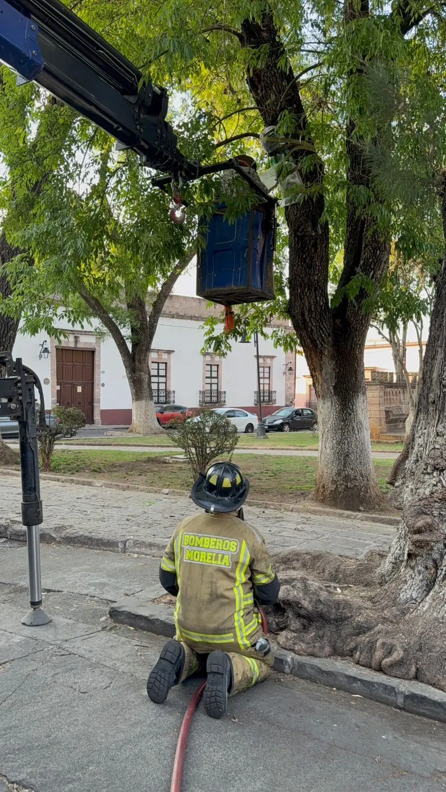 Protección Civil de Morelia reubica 2 colmenas de abejas