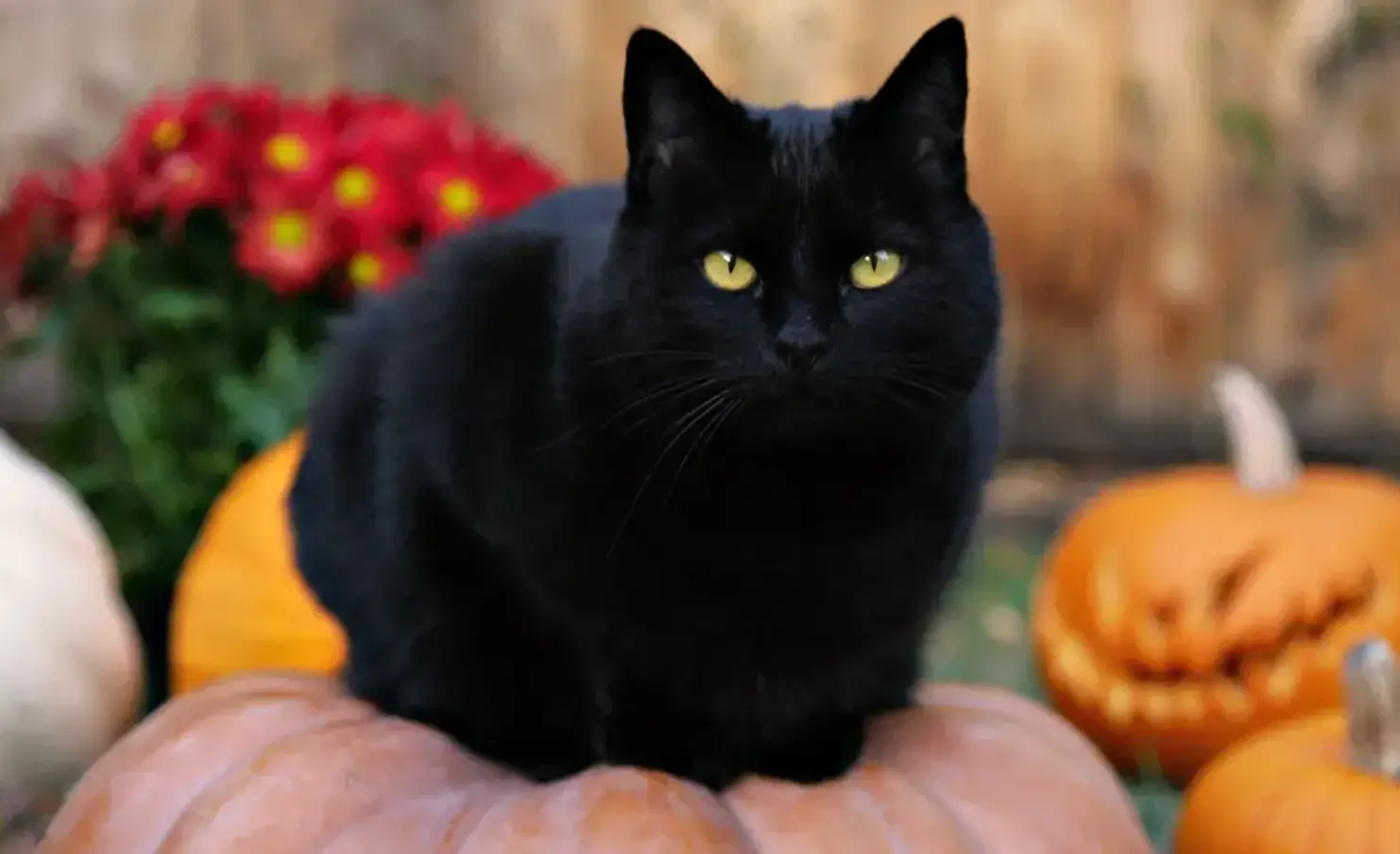 Proteccionistas en Michoacán refuerzan medidas para cuidar a gatos negros durante la temporada de Halloween